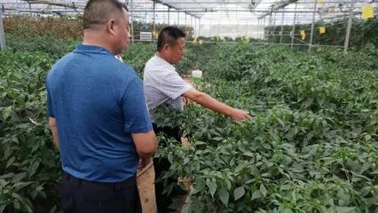 湖南步步高集團與金井鎮共商有機農產品基地掛牌與技術開發合作