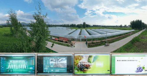 科技賦能葡萄種植，產(chǎn)業(yè)興旺引領(lǐng)鄉(xiāng)村振興