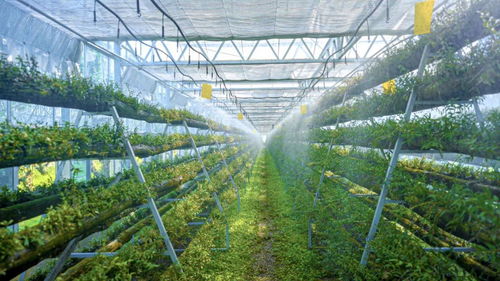 科技賦能，智慧引領 樂清市以“機器換人”驅動現代農業高質量發展，喜獲省級種植技術開發榮譽