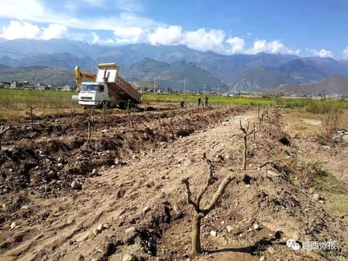 縣商務(wù)投促局引領(lǐng)棗樹(shù)種植技術(shù)革新與產(chǎn)業(yè)升級(jí)試點(diǎn)