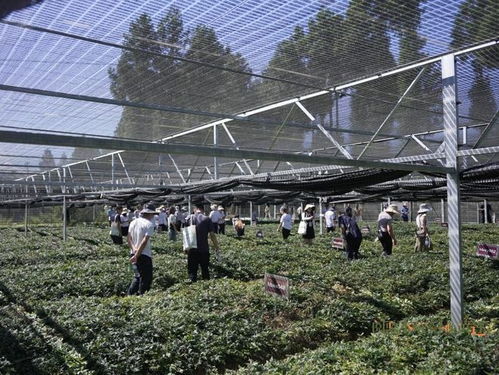 國(guó)藥太極賦能黃連產(chǎn)業(yè) 科技創(chuàng)新引領(lǐng)種植技術(shù)突破與高質(zhì)量發(fā)展