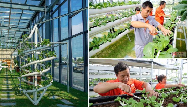 逆勢起飛 中源創能引領有機垃圾分散處理與種植技術革新